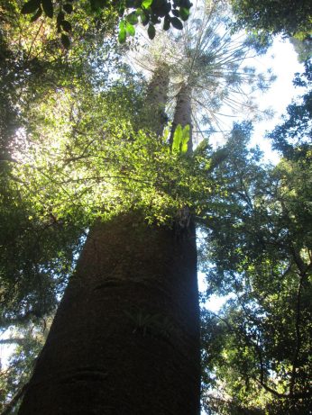 A majesticly towering Bunya pine