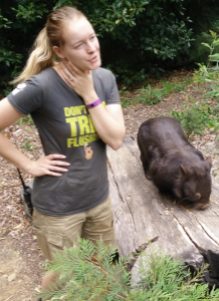 Wombat presentation, Healesville Sanctuary