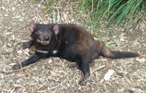 Tasmanian devil, Healesville Sanctuary