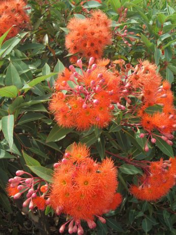 Australia Garden, Cranbourne - Flowering gum