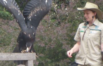 Wedge Tail Eagle, Healesville Sanctuary Pic IM